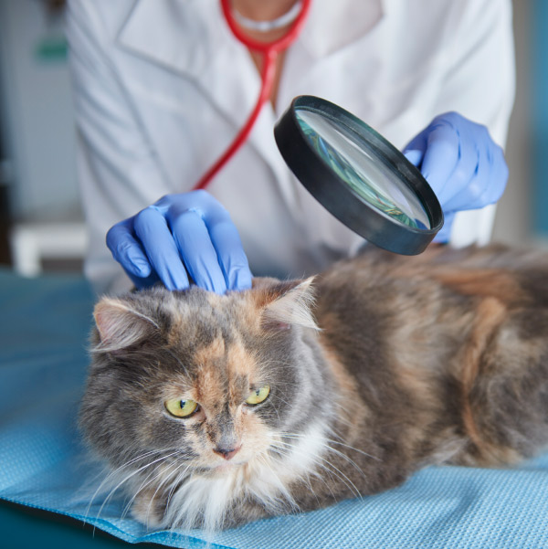 Asesoría fiscal para clínicas veterinarias